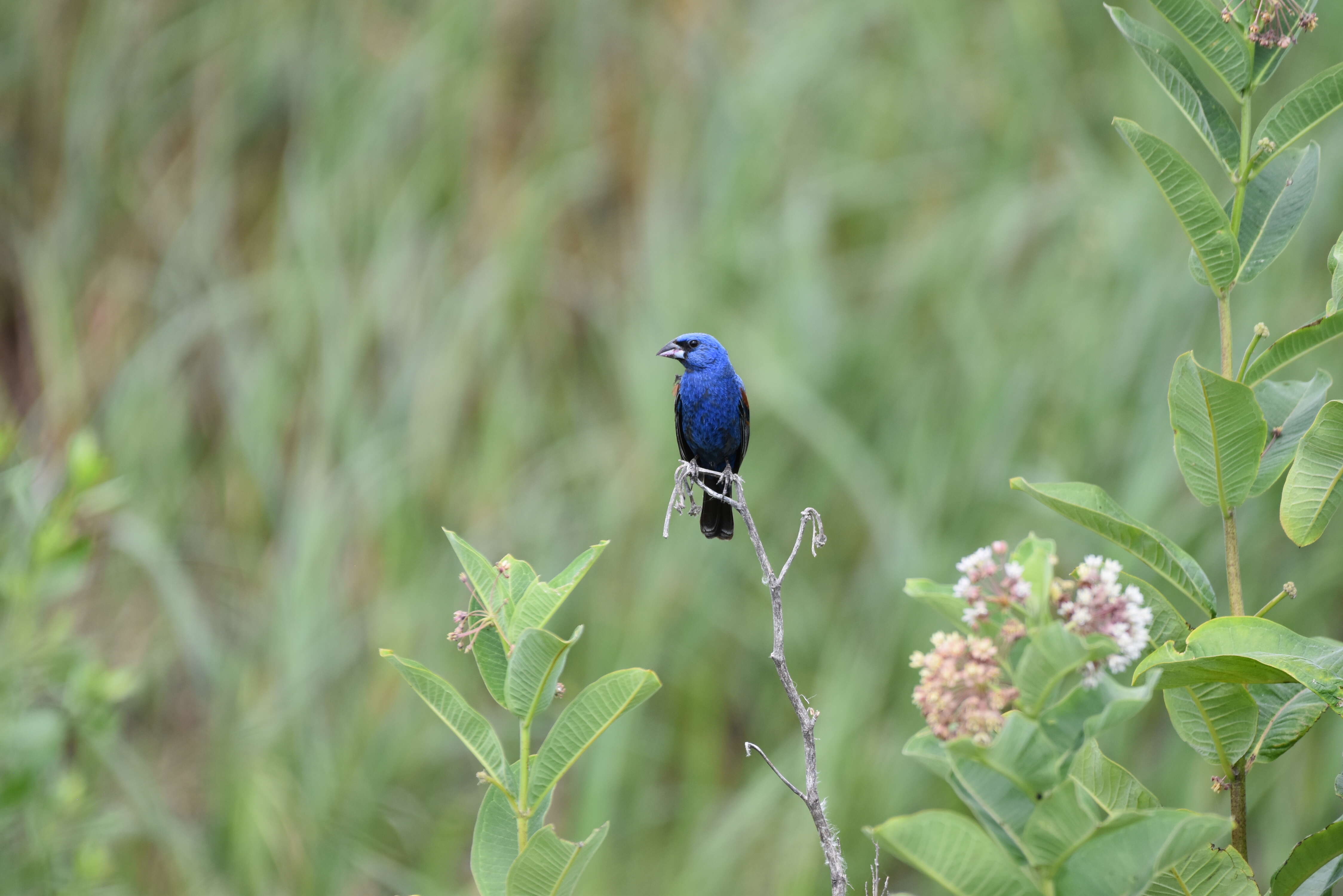 Image of Blue Grosbeak