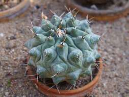 Image of Thelocactus hexaedrophorus (Lem.) Britton & Rose