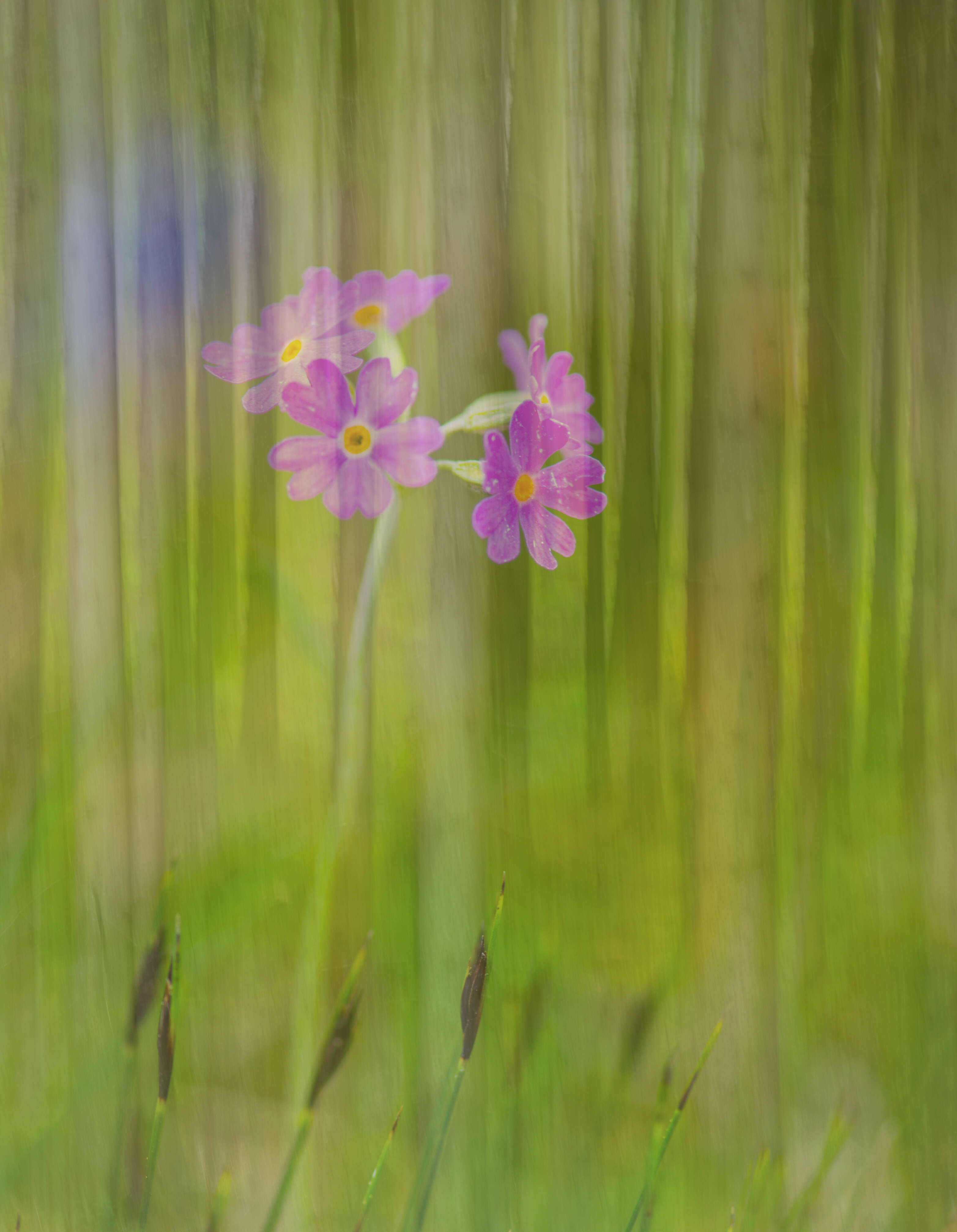 Plancia ëd Primula farinosa L.