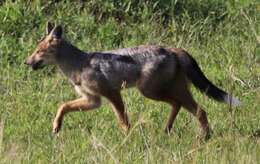 Image of Side-striped Jackal