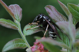 Image of <i>Vespula consobrina</i>