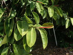 Image of Indian rubberplant