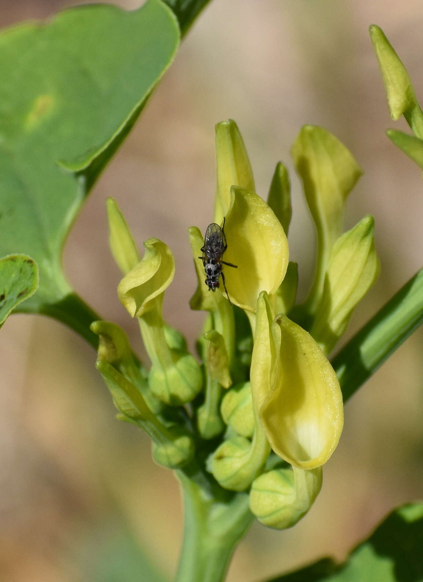 Image of European birthwort