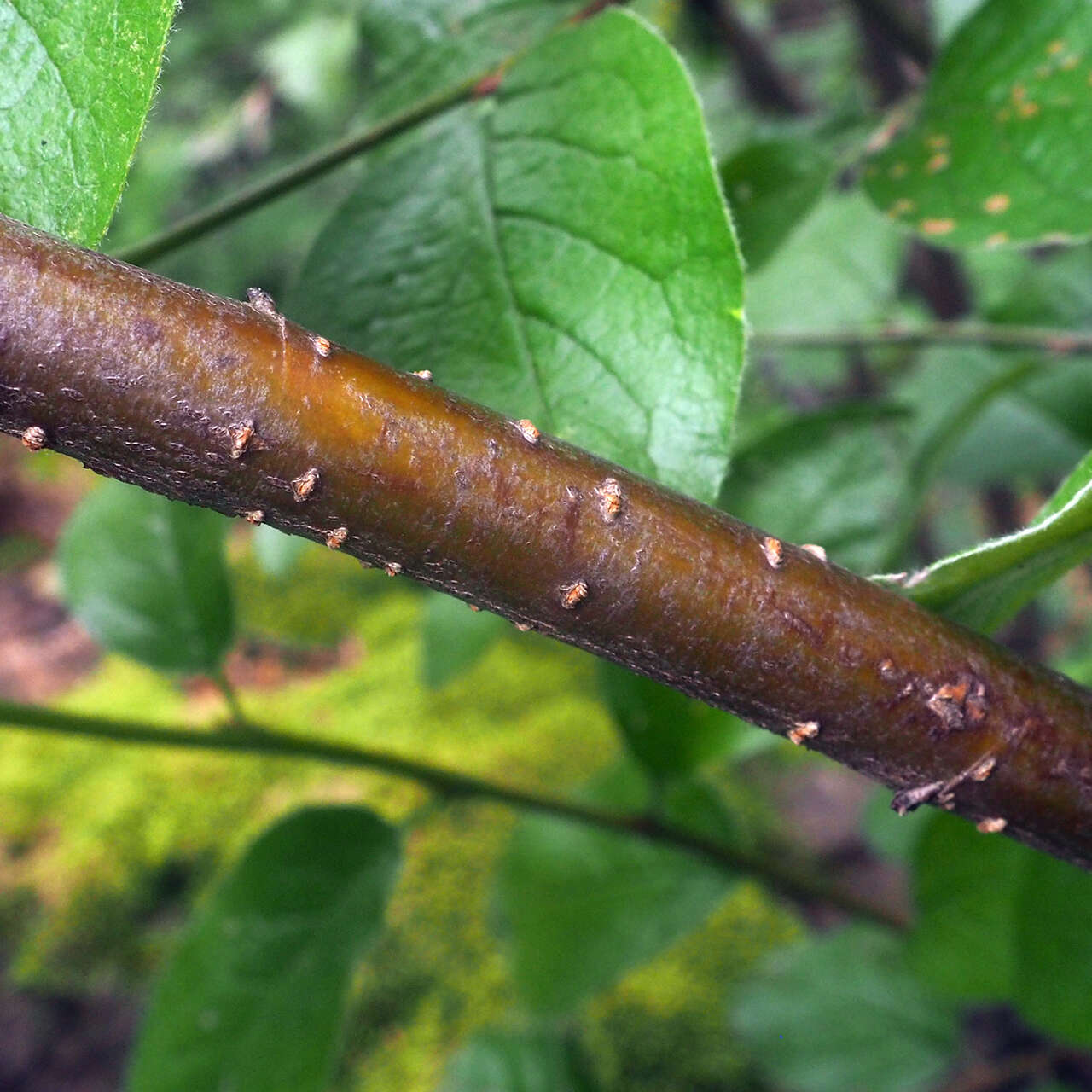 صورة Cotoneaster integerrimus Medik.