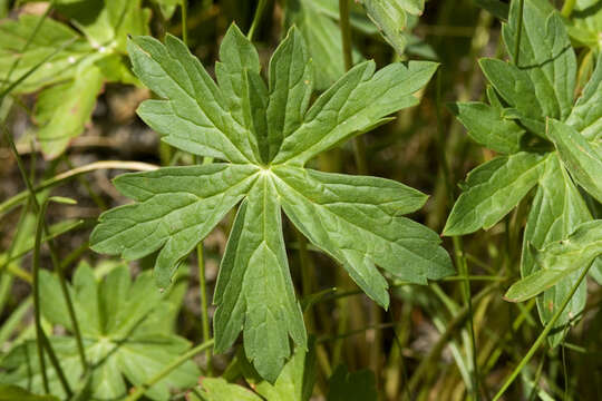 Image of Richardson's geranium