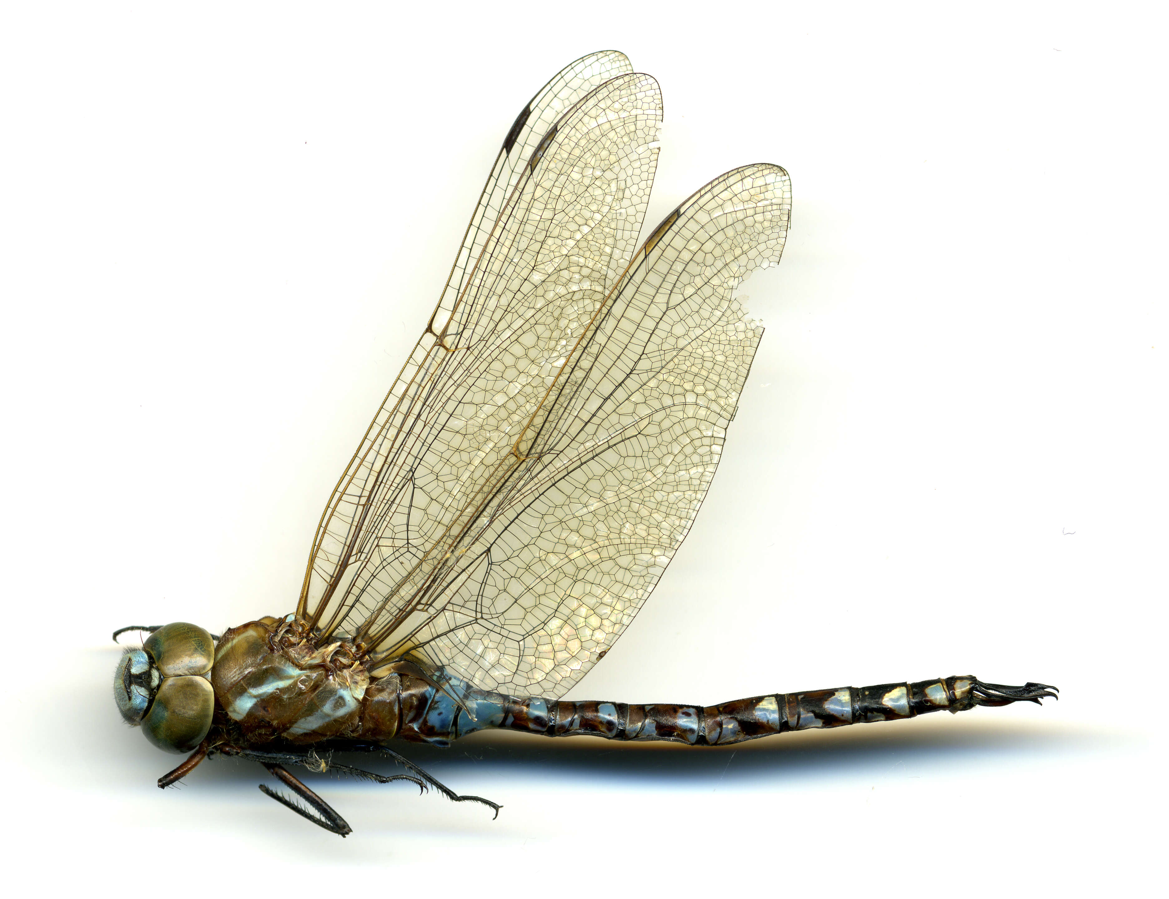 Image of Blue-eyed Darner