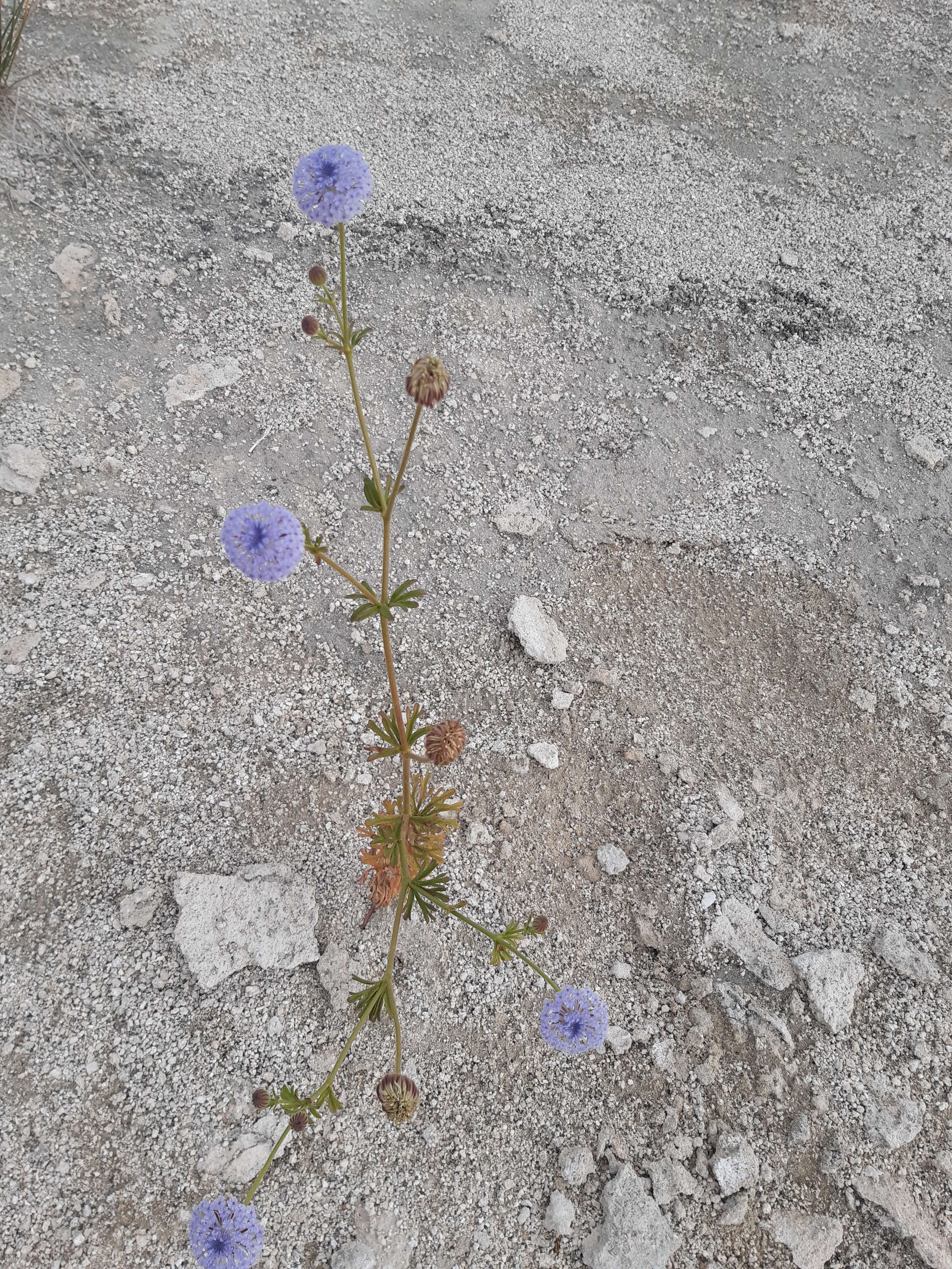 Image of Trachymene coerulea R. Grah.