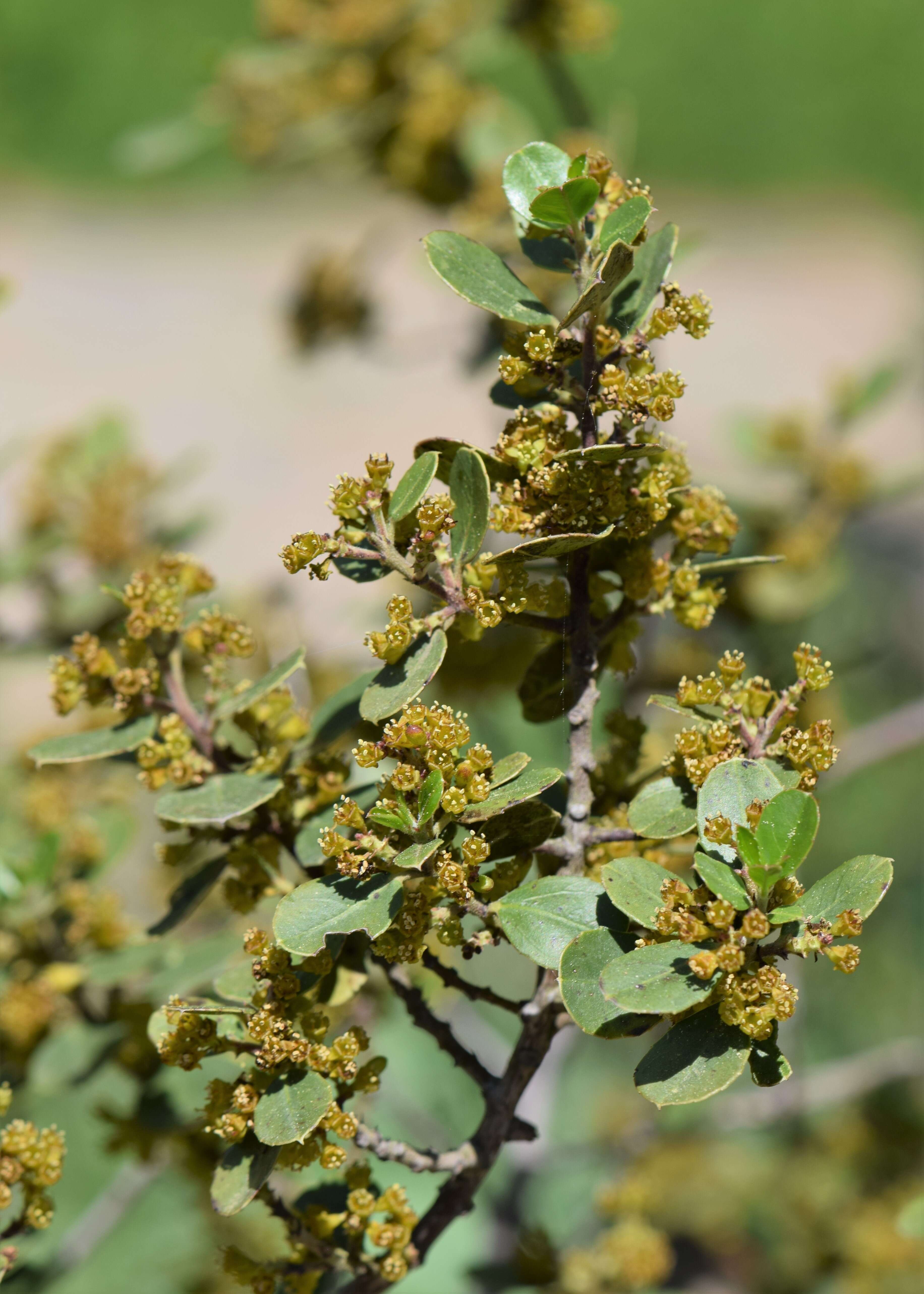 Image of Italian buckthorn