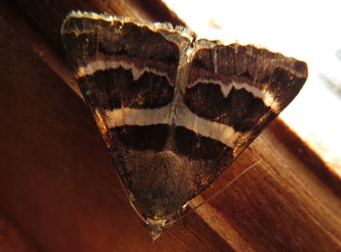 Image of <i>Grammodes stolida</i> Fabricius 1775