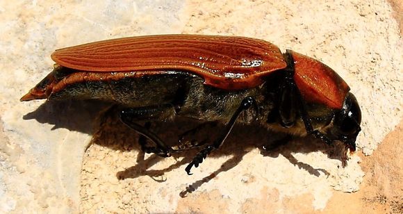 Image of <i>Julodimorpha bakewelli</i>