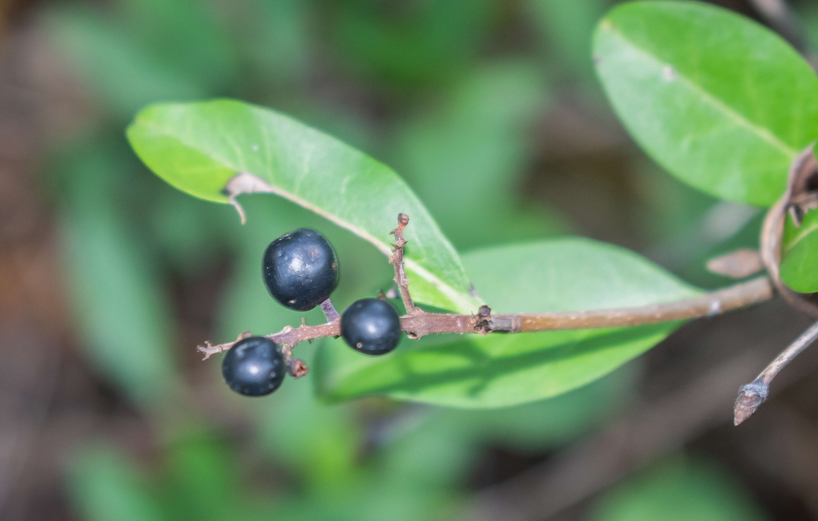 Image of European privet