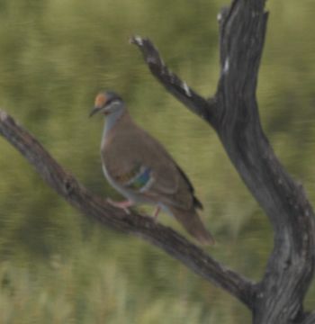 18.https www inaturalist org photos 6176711.580x360