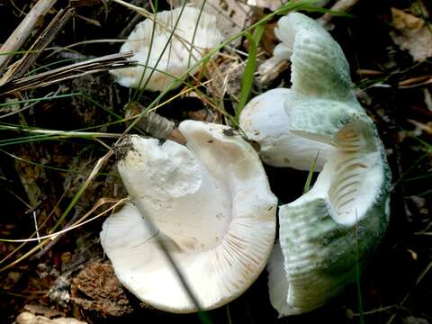 Image of Russula virescens (Schaeff.) Fr. 1836