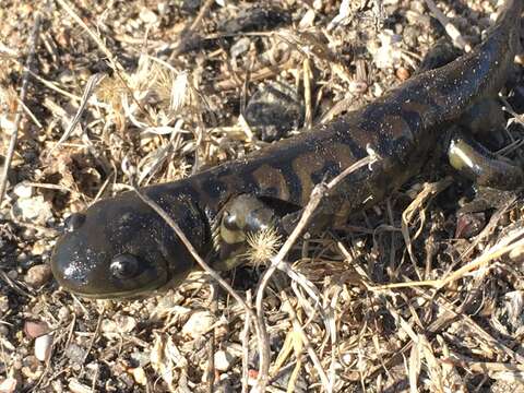 Image of Barred Tiger Salamander