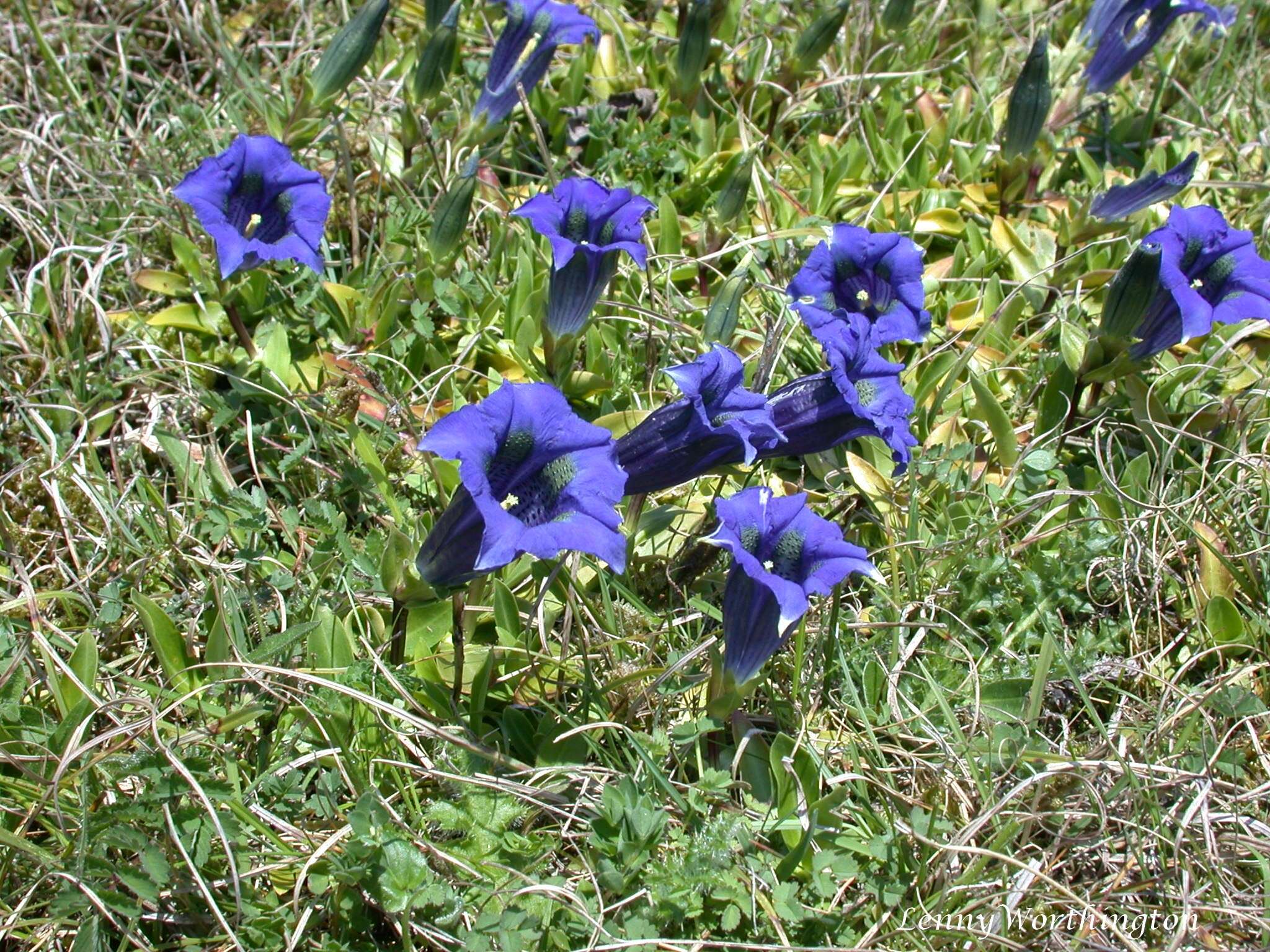 Image of Stemless Gentian