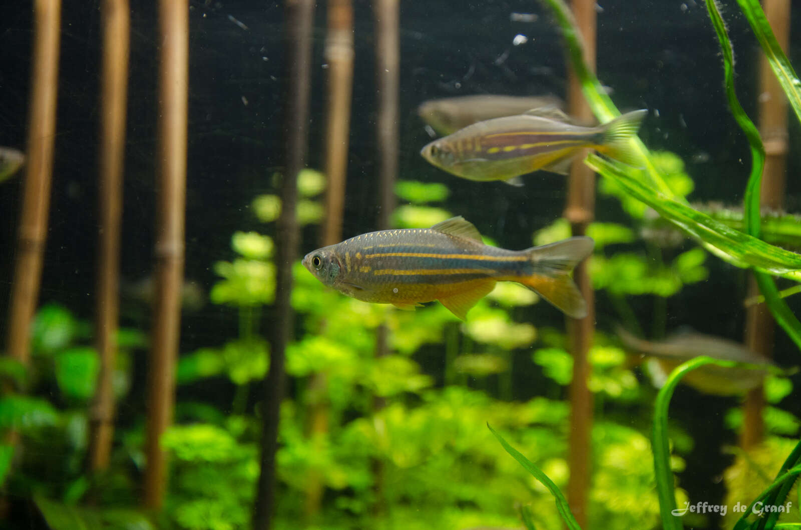 Image of Giant Danio