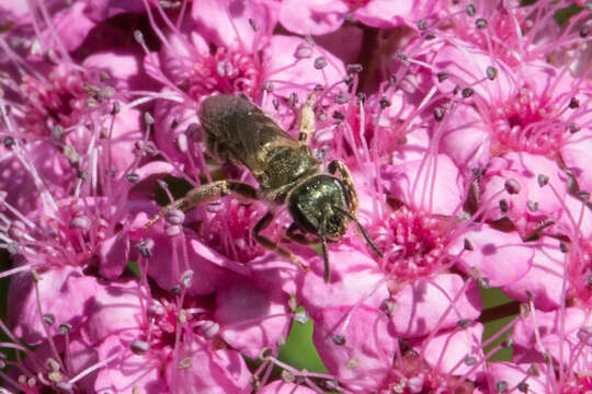 Imagem de Halictus confusus Smith 1853