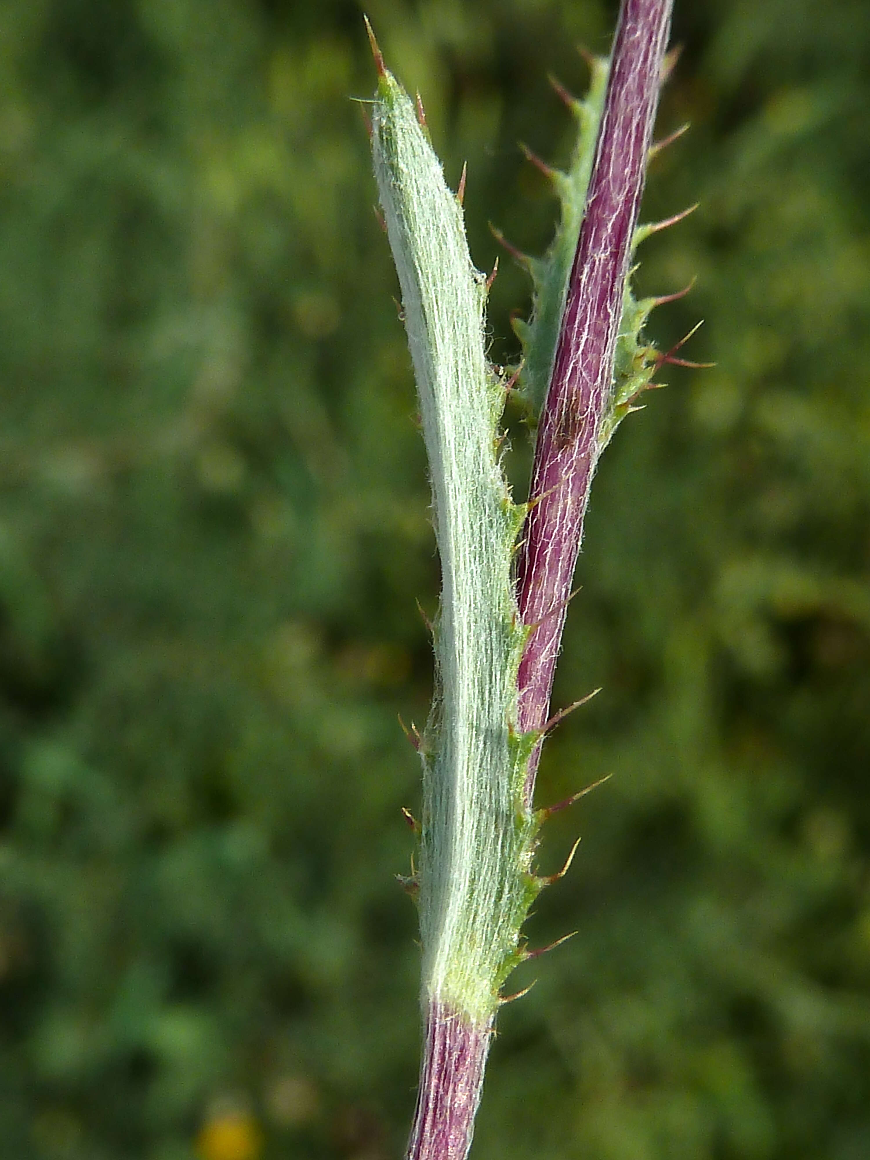 Image of Cage thistle