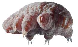 Imagem de Tardigrada