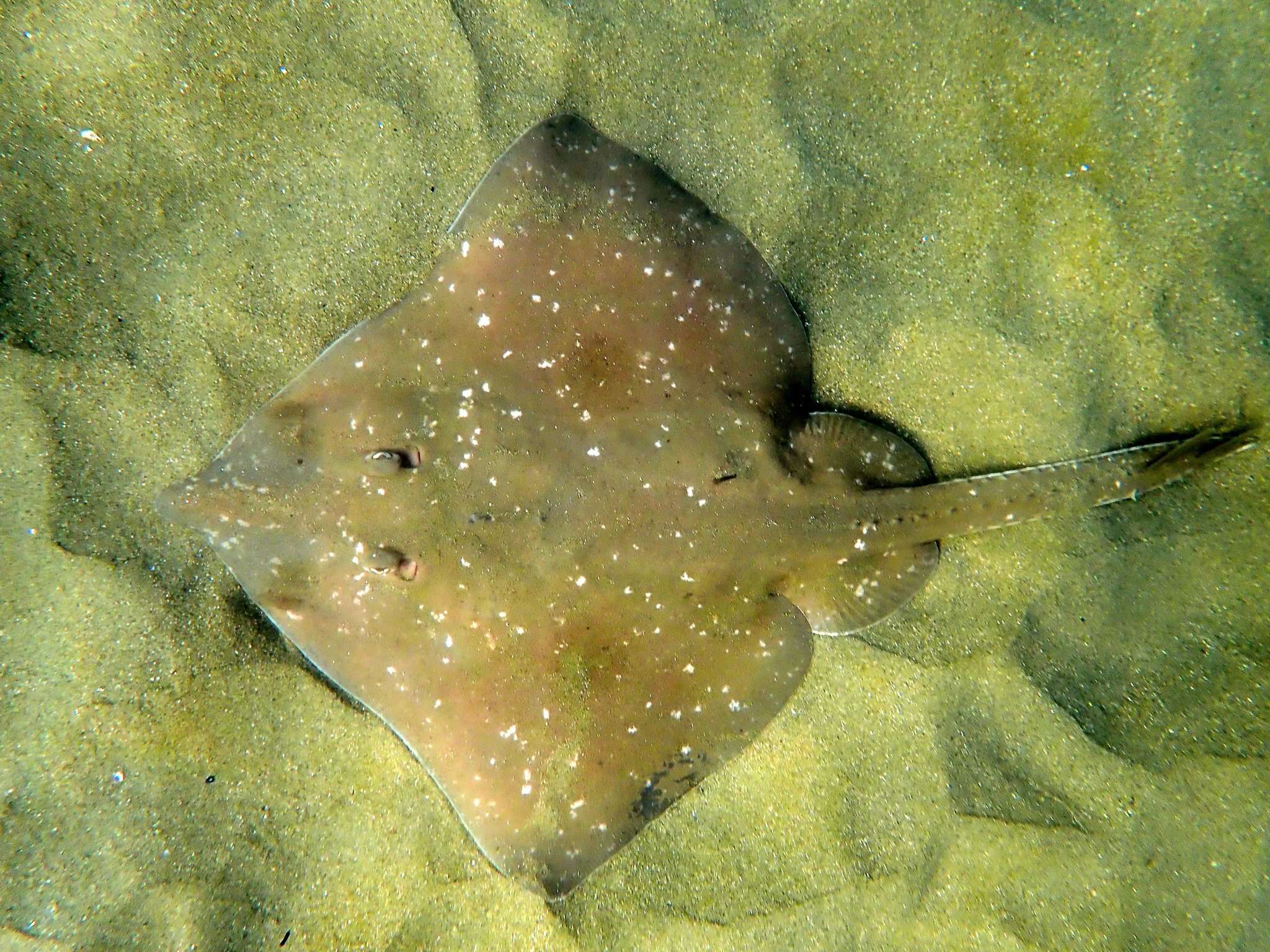 Image of Great Skate