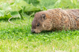 Image of Marmota subgen. Marmota Blumenbach 1779