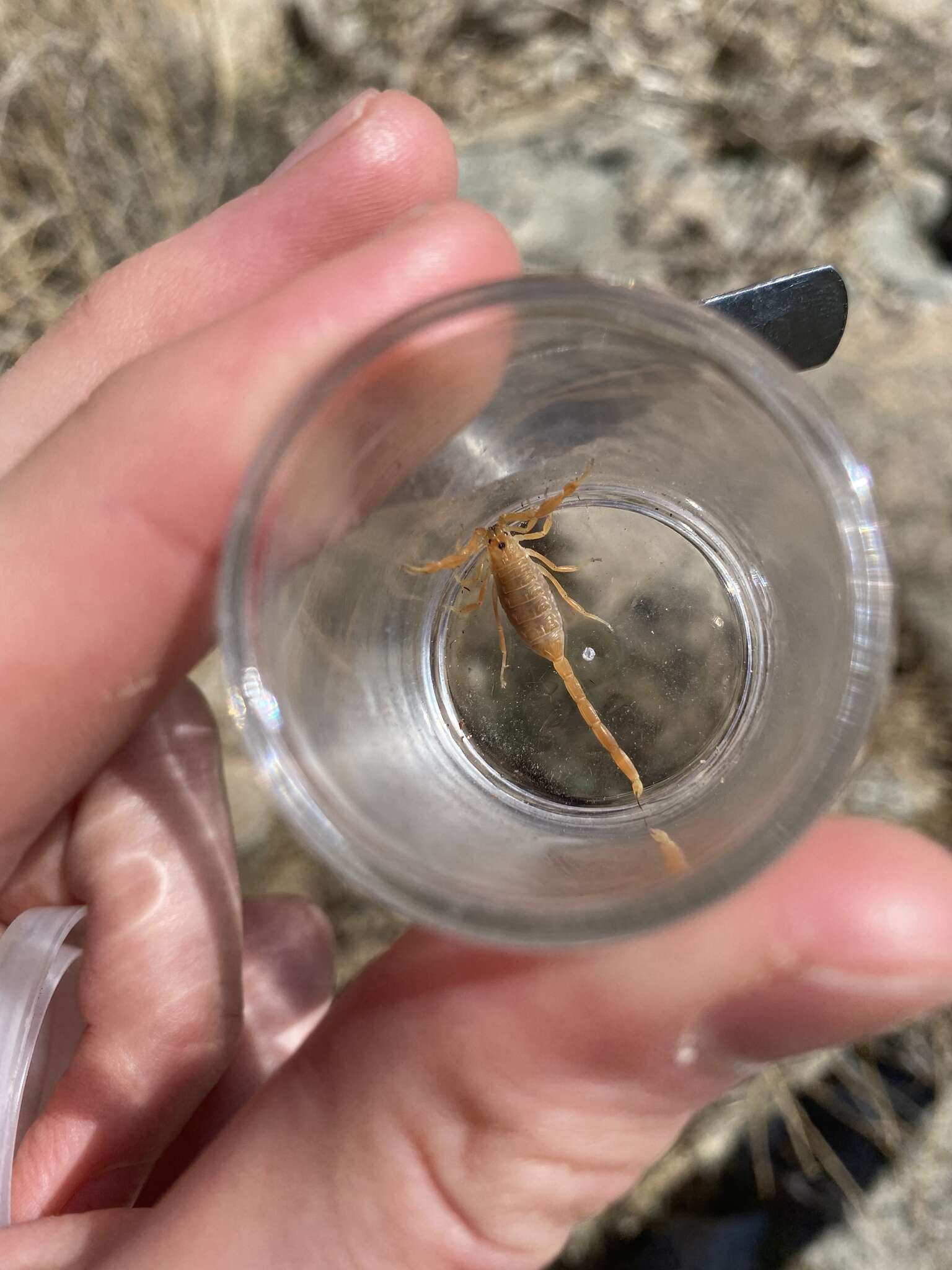 Image of Arizona Bark Scorpion