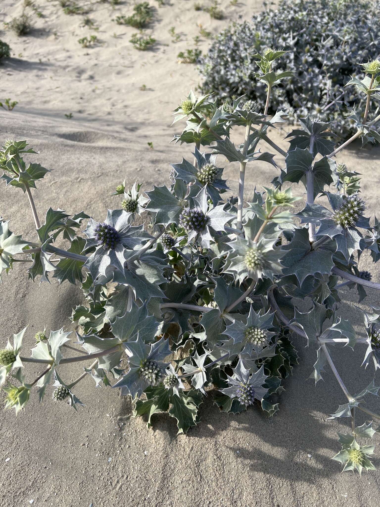 Eryngium maritimum L. resmi