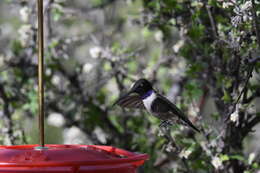 Image of Black-chinned Hummingbird