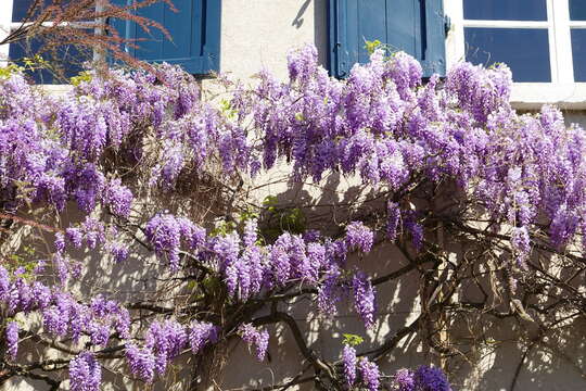 Image of wisteria