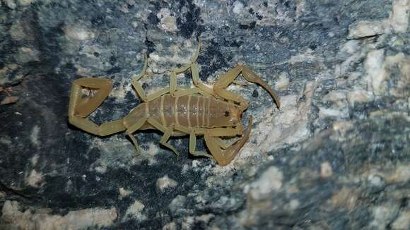 Image of Arizona Bark Scorpion