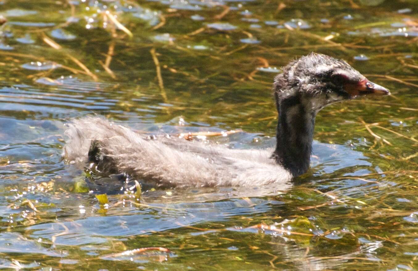 Image of Australasian Grebe