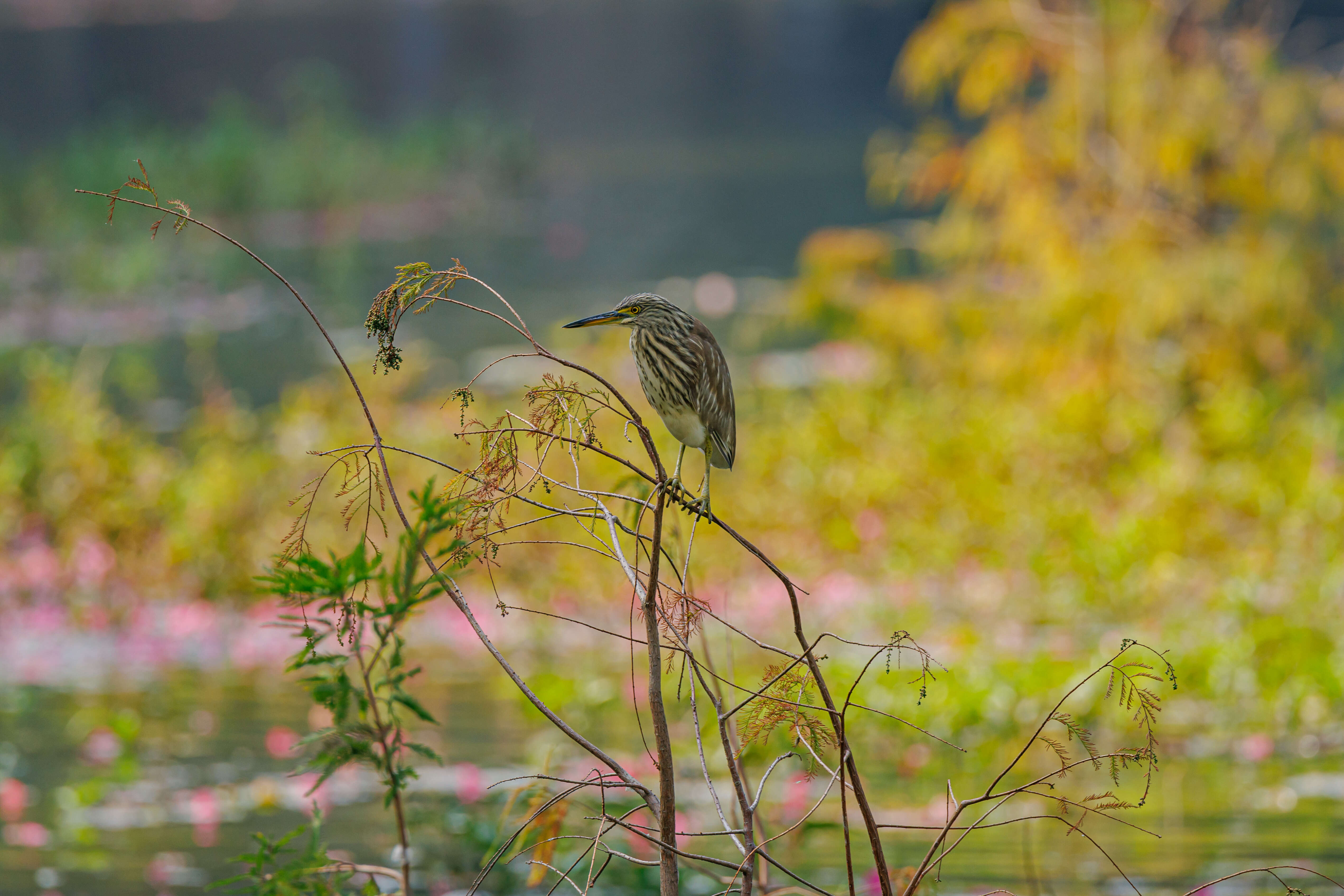 Image of Chinese Pond Heron