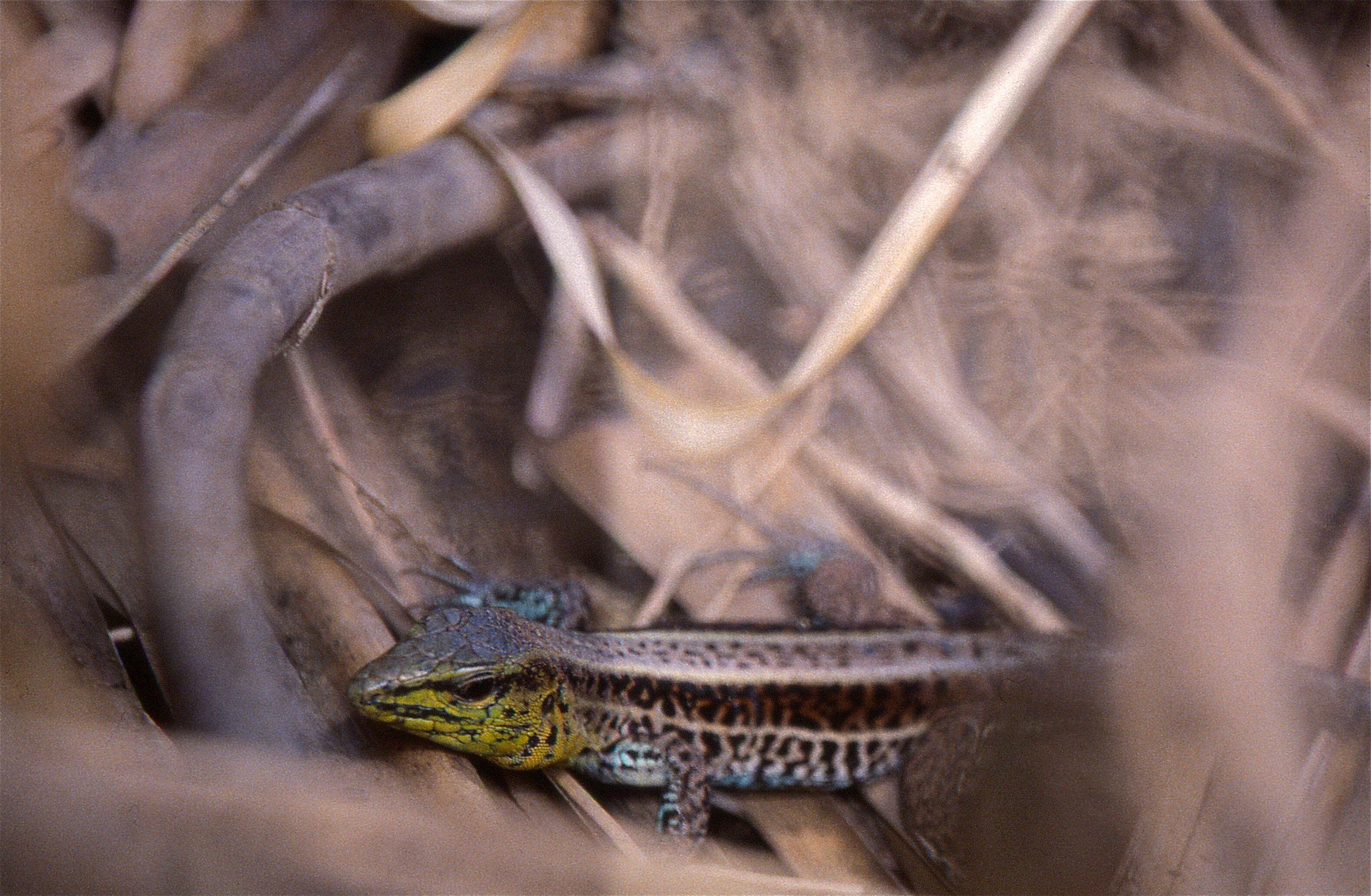 Image of Rainbow Ameiva