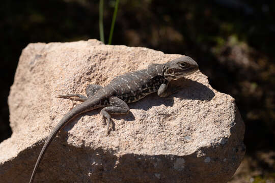 Image de Ctenophorus pictus (Peters 1866)