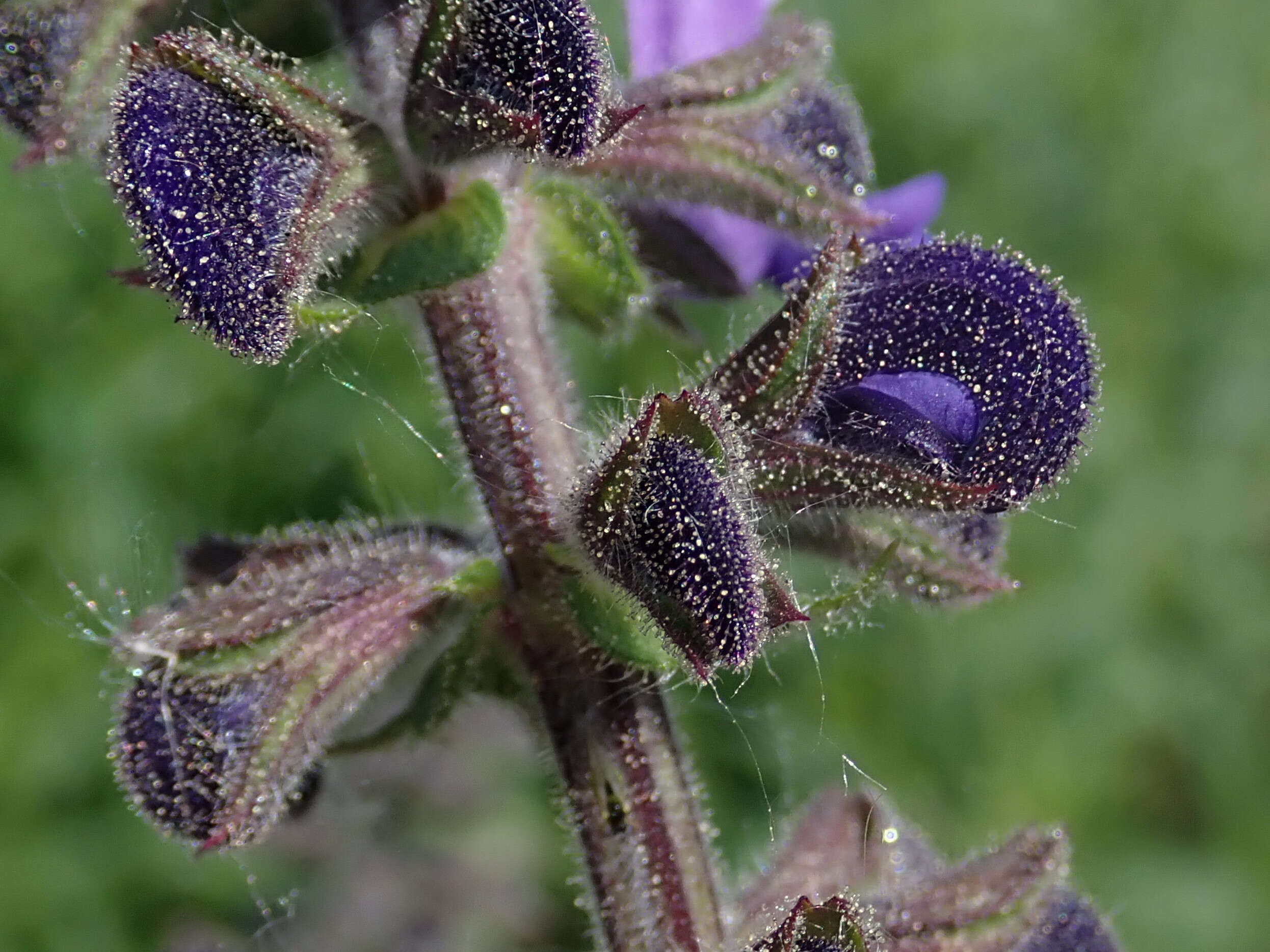 Imagem de Salvia pratensis L.