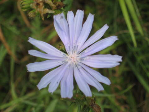 Image of chicory