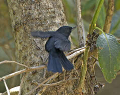 Image of Black Flower-piercer