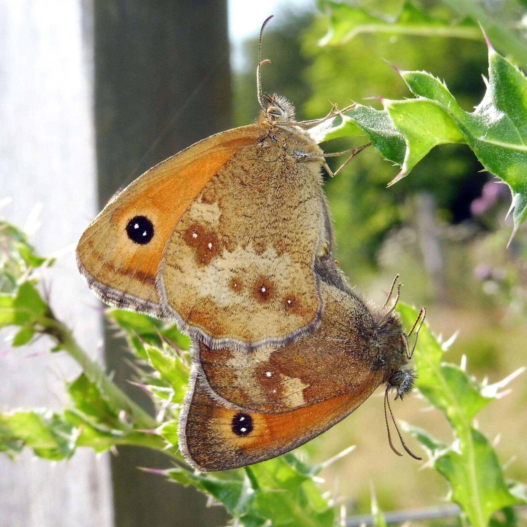 Image of hedge brown