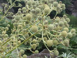 Eryngium humboldtii Delar. resmi