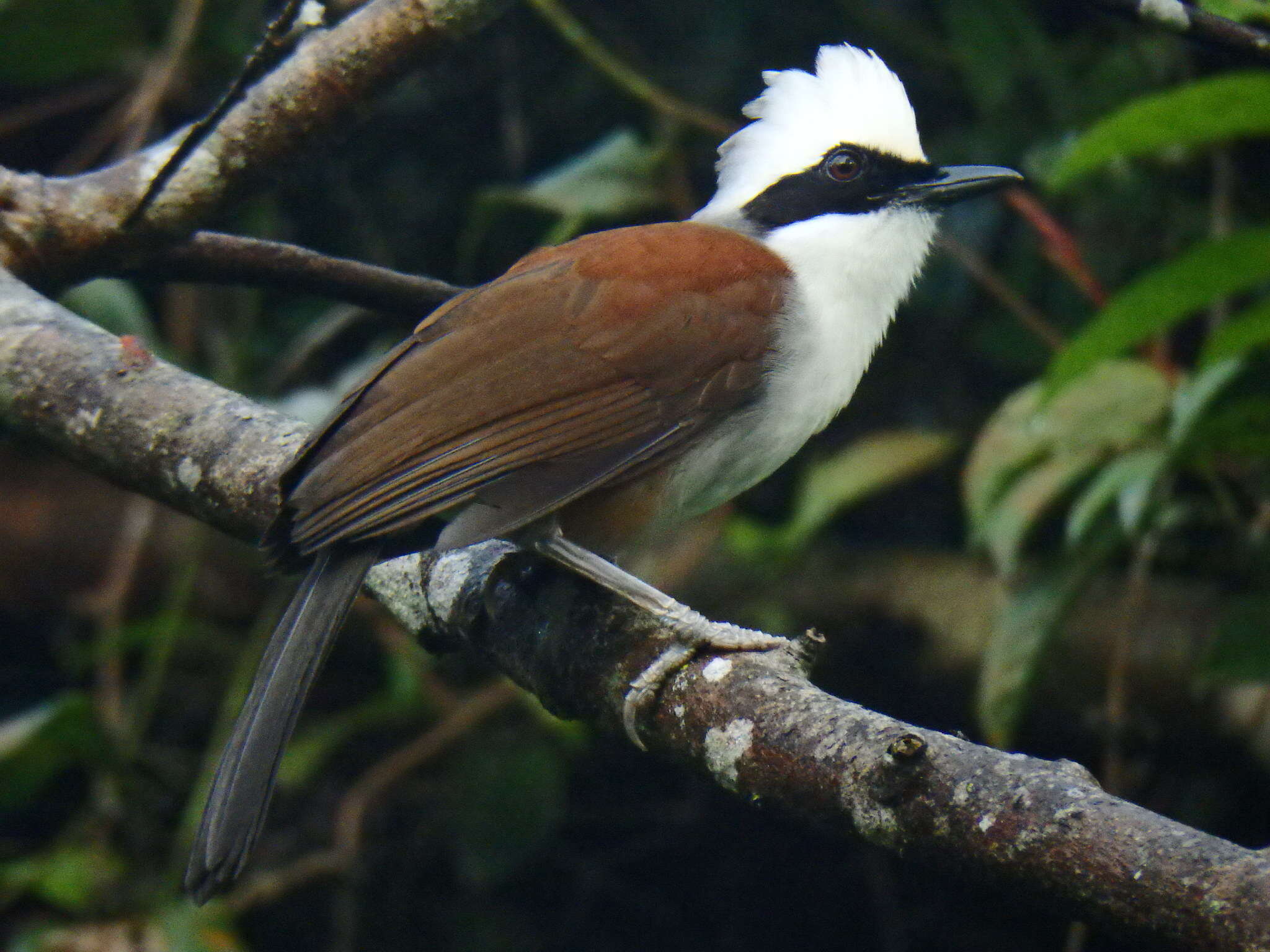 Image of White-crested Laughingthrush