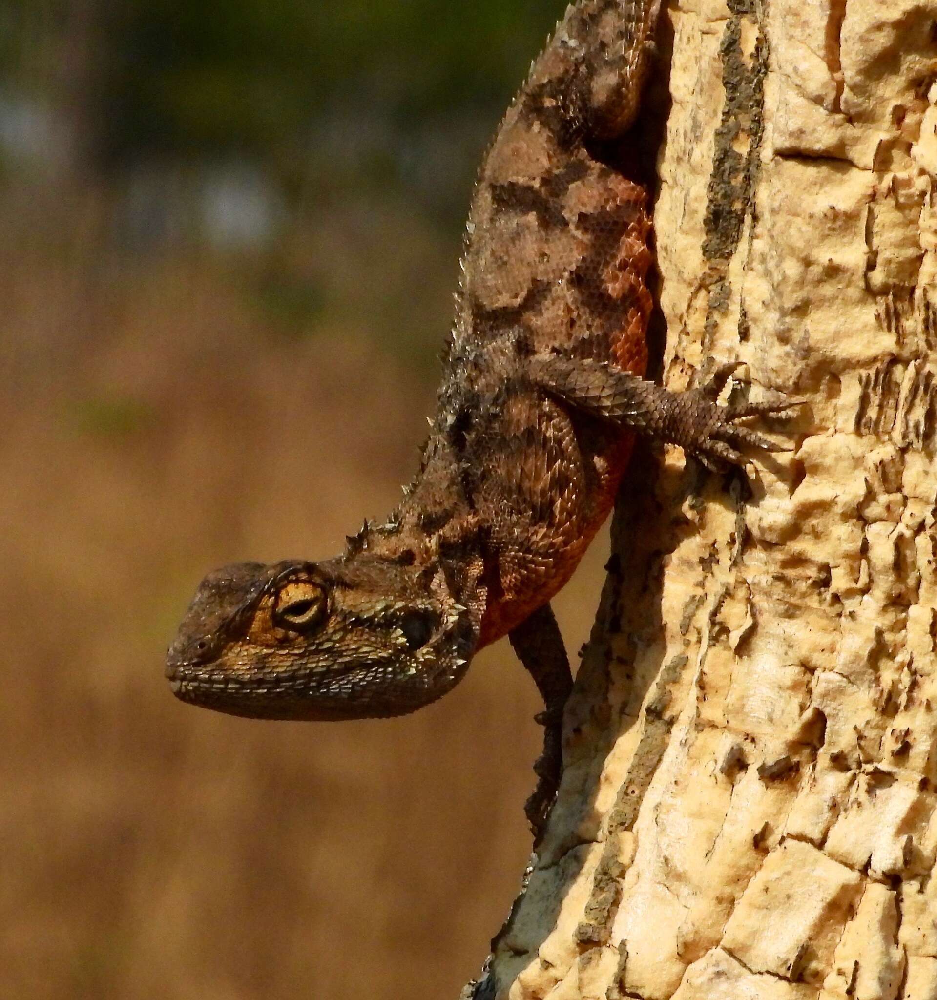 Image of Ground Agama