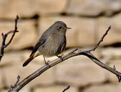 Image of Black Redstart