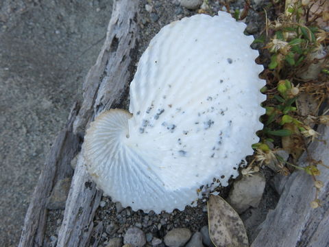 Image of <i>Argonauta nodosa</i>
