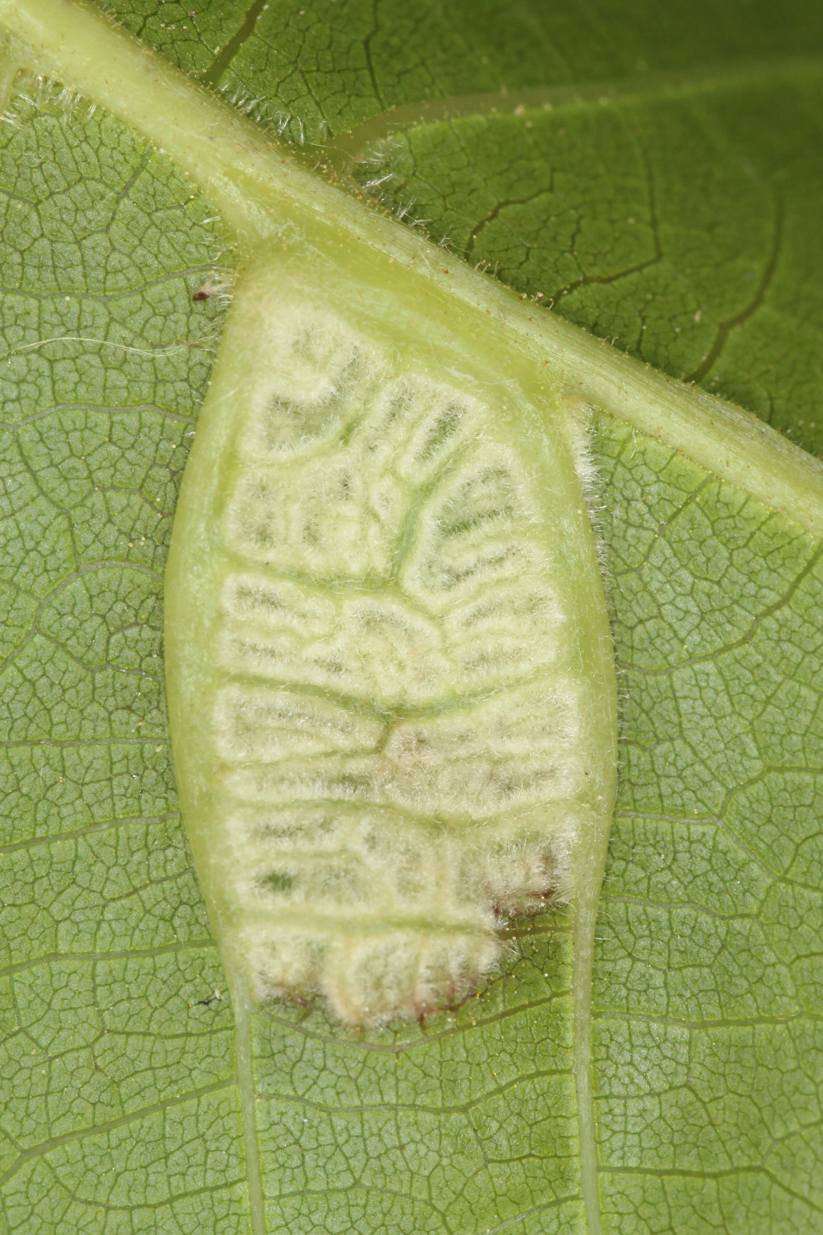 Image of Aceria erinea (Nalepa 1891)