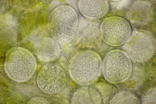 Image of Protomyces