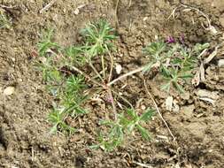 Plancia ëd Geranium dissectum L.