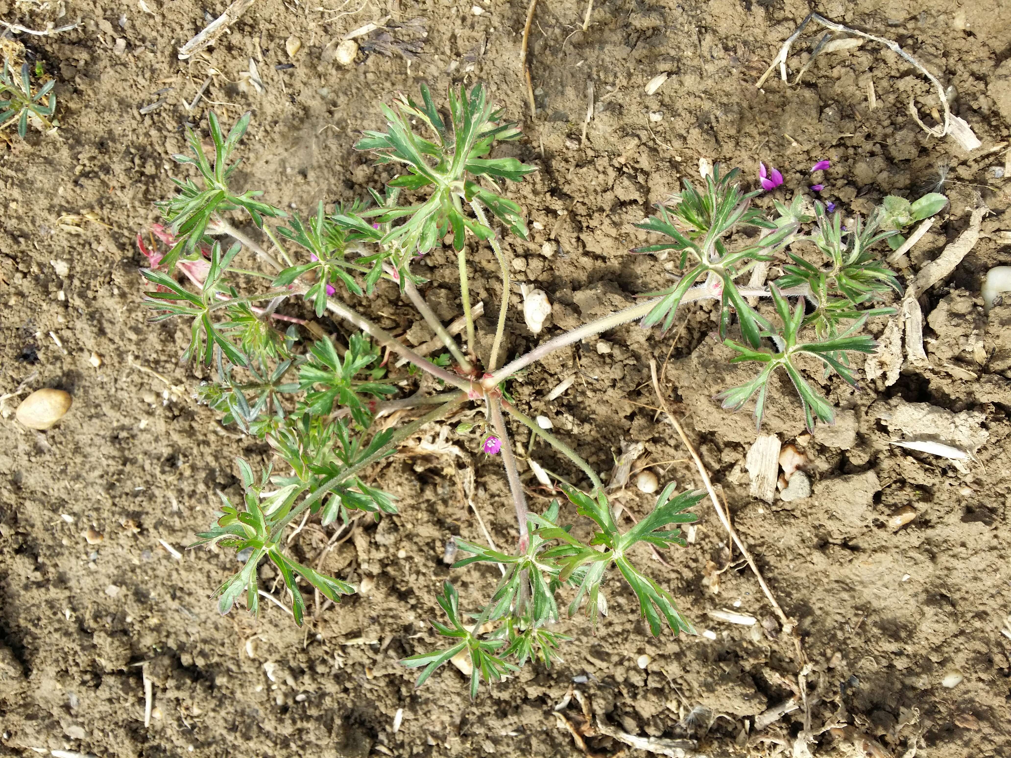 Plancia ëd Geranium dissectum L.