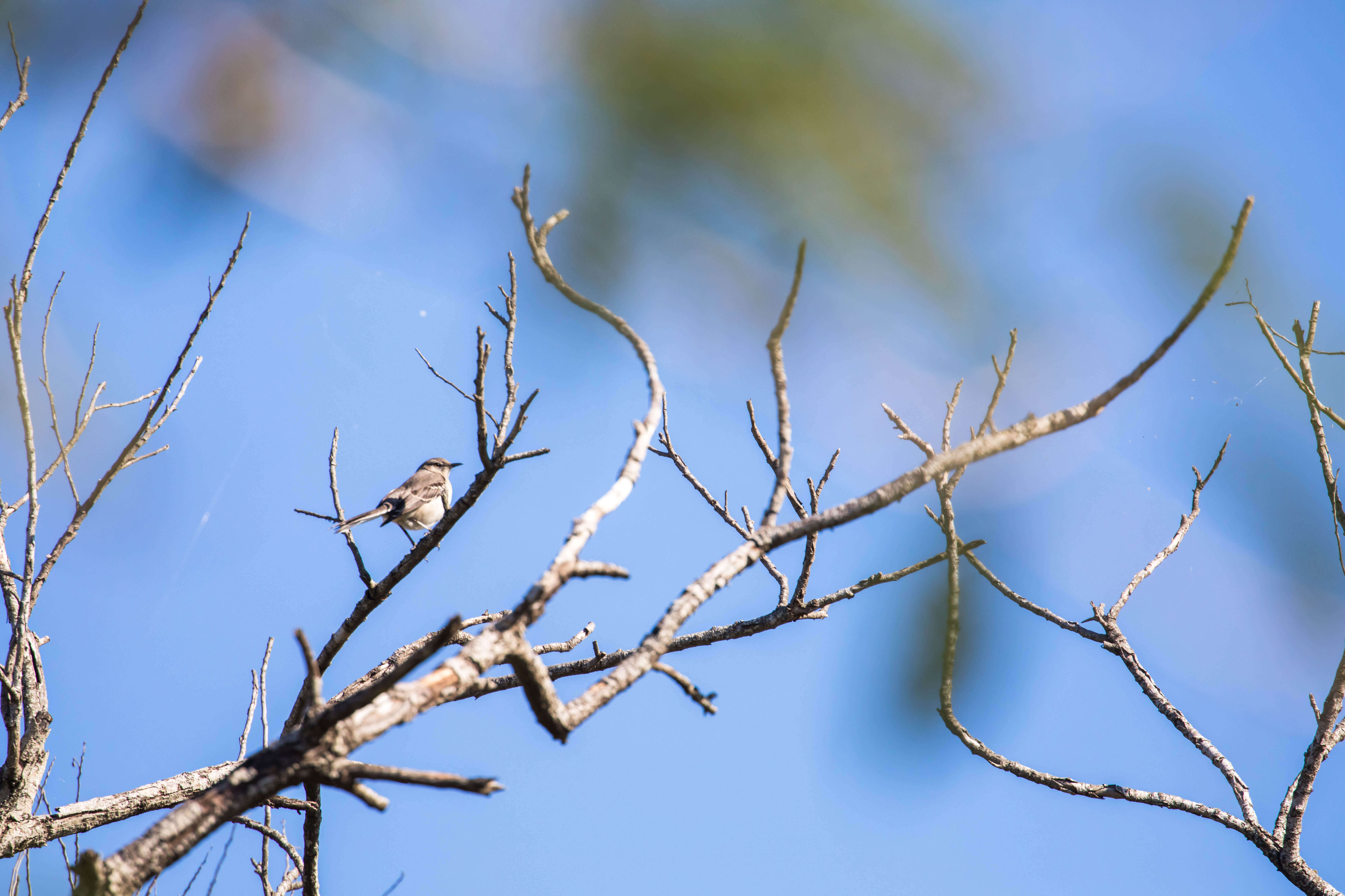 Image of Northern Mockingbird