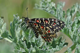 Image of Zerynthia rumina (Linnaeus 1758)