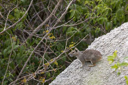 Image of Rock Cavies